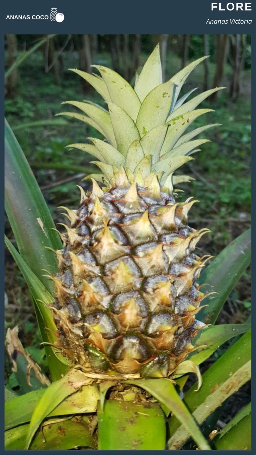 Bed and Breakfast Ananas Coco à Salazie Extérieur photo